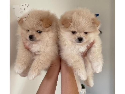 PoulaTo: Όμορφα κουτάβια Pomeranian